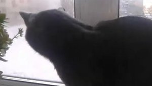 Русская голубая порода кошек