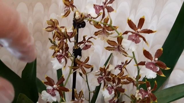 Орхидеи, попугаи -- и моя аллергия.Вечерний Каспий.Болталка. смотреть онлайн