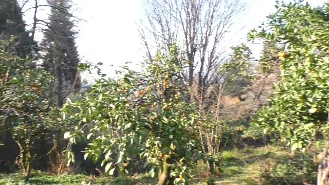 Земля возле Батуми, два земельных участка с видом на море смотреть онлайн