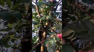 Ирга как подвой для рябины