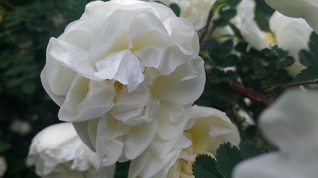 Видеокартина "Цветущий шиповник"/Video picture "Blooming rosehip"