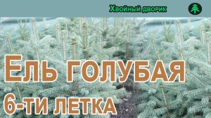 Ель голубая 6-ти летка. Обзор осень 2022 г - весна 2023г.Питомник Хвойный дворик.