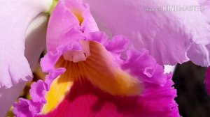 Rlc. Pamela Finney . Каттлея Pamela Finney