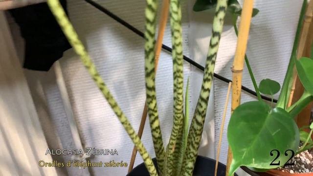 PLANTES TOUR ÉTÉ 2021 | +50 plantes dans 15m² 🤩 #ReineAutrement #Plantesdinterieur 🌱🪴