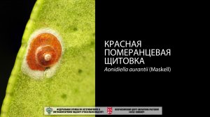 Красная померанцевая щитовка (Aonidiella aurantii (Maskell))