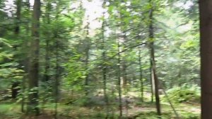 Дерево бук.