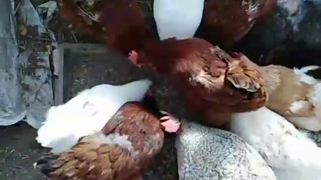 Пророщенная пшеница ??отличная яйценоскость ??? смотреть онлайн