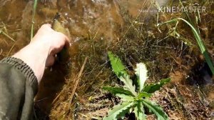 разводим линя в окрестный прудах