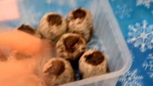 Как посадить КЛУБНИКУ сорта Женева в домашних условиях?