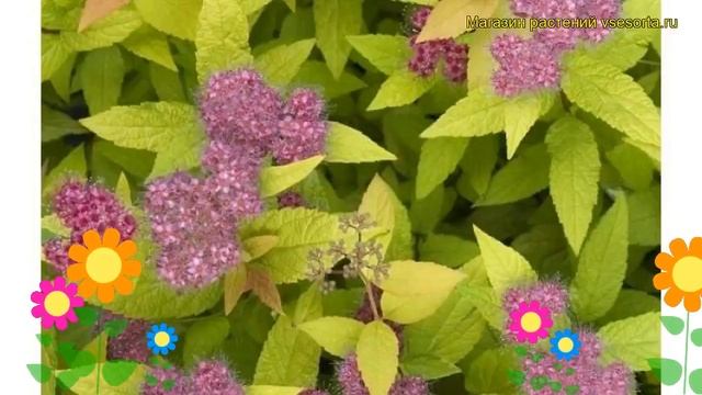 Спирея японская Хуберт Голд. Краткий обзор, описание характеристик spiraea japonica Hubert Gold
