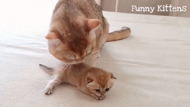 Кот Витас ЗНАКОМИТСЯ со своими котятами |Котятам Ляли 2 недели |Первая встреча