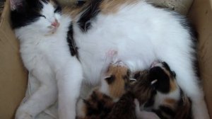 Трехцветная кошка родила котят!