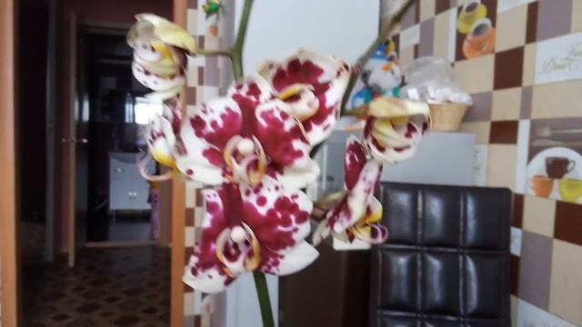 орхидеи...продолжение покупок себе на 8 марта! смотреть онлайн