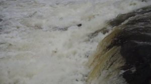 Ход сëмги на нерест. водопад на реке Западная лица. Мурманская область