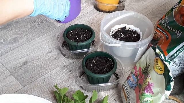 Королевская пеларгония.