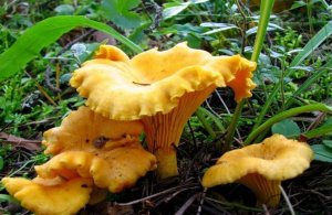 Интересные факты о грибах