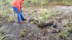 Wild Python Capture with Ruben Ramirez