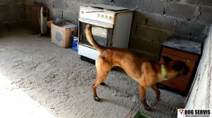 Бельгийская овчарка Дора. Тренировка в помещении.