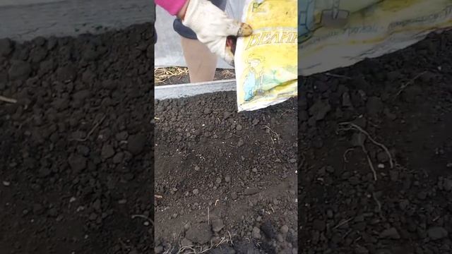 Лук порей, посадка в грунт смотреть онлайн