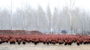 ОЧЕНЬ ВПЕЧАТЛЯЕТ! ПРОСТЫЕ И ЭФФЕКТИВНЫЕ ИЗОБРЕТЕНИЯ НА ПТИЦЕФАБРИКЕ