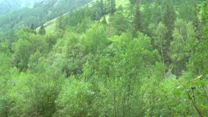 Заповедники Казахстана. Катон-Карагай