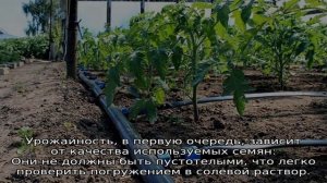 Помидоры Сливки