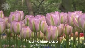 Tulip 'Greenland' (or 'Groenland') - FarmerGracy.co.uk