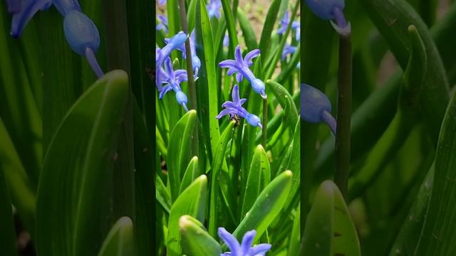 ЦВЕТЫ И РАСТЕНИЯ ВЕСНОЙ: Дикоросы на приусадебном участке смотреть онлайн