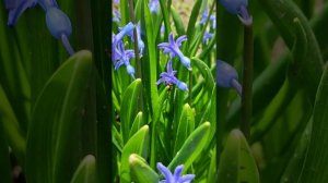 ЦВЕТЫ И РАСТЕНИЯ ВЕСНОЙ: Дикоросы на приусадебном участке