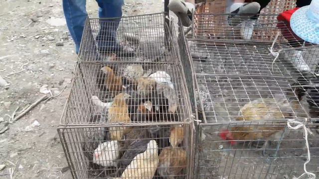 Узынагашский Скотный-Птичий рынок, июль 2019 смотреть онлайн