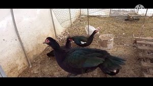 Сколько племенные утки съели за 3 недели корма