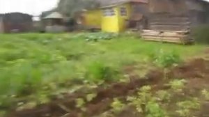 копка картошки окучником