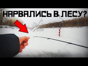 РАЗБУРИЛИ ЗАМЁРЗШИЙ ЛЕС! Кто клюёт в ФЕВРАЛЬСКИХ КОРЯГАХ Зимняя рыбалка 2024 с НОЧЁВКОЙ!