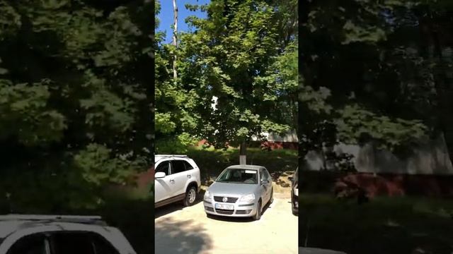 Sophora Japonica, Chisinau 2021-08-12 смотреть онлайн