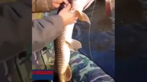 Огромная щука. Такого я ещё не видел.