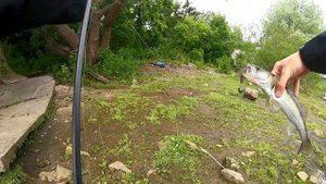 Ловля СУДАКА в КИЕВЕ летом с берега / Поймал-Отпусти!!!