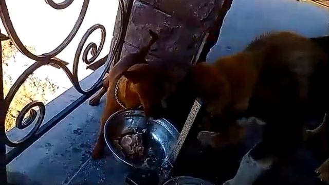 Приколы с собаками. смотреть онлайн