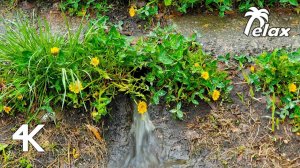 The Sound of a Stream after a Spring Rain