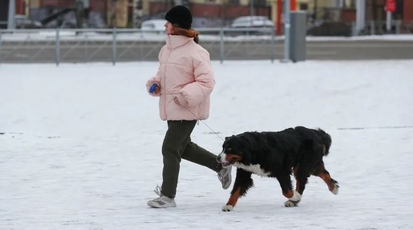 Пересолено: реагенты разъедают обувь петербуржцев и лапы их собак