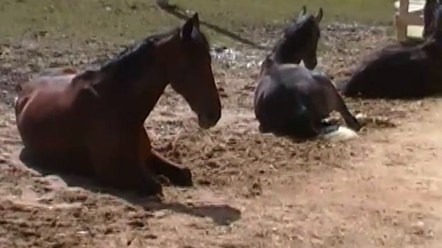 Лежбище морских котиков) смотреть онлайн