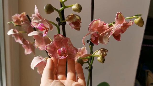 Phal. Pirate Picotee peloric (бабочка Пират Пикоти орхидея фаленопсис мутант)
