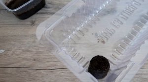 Хитрости при выращивании глоксинии из семян