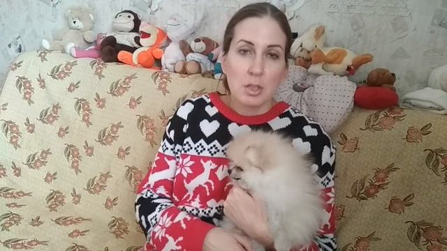 Как узнать будущий вес щенка шпица ? смотреть онлайн