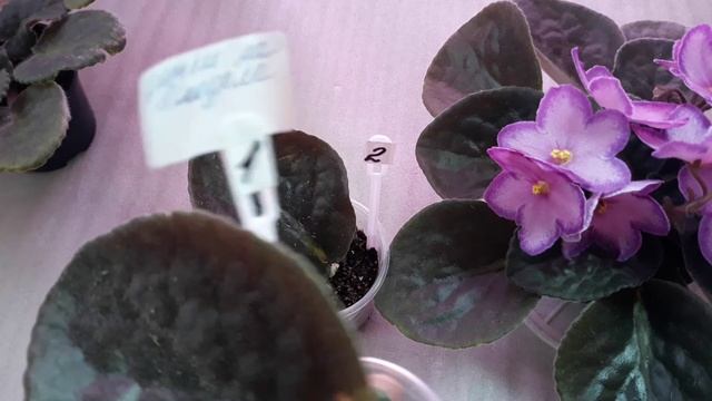 Укоренение черенка фиалки в воде и в грунте. Где быстрее? смотреть онлайн