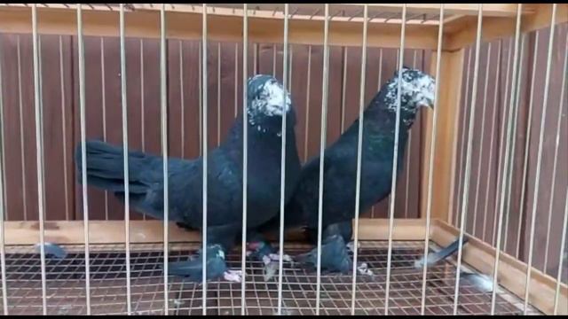 Андижанские голуби продажа 89110373806 ватсап смотреть онлайн