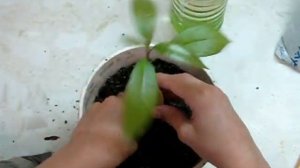 Как посадить авокадо дома