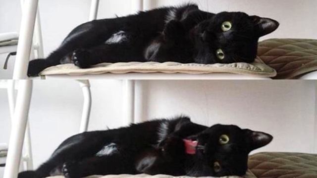 Юля подкармливала уличную кошку, а потом та пропала Вечером, придя домой, девушка замерла на порог смотреть онлайн