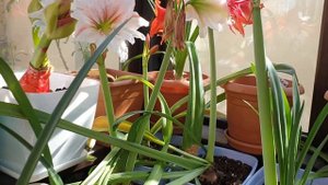 новые цветущие гиппеаструмы 17 апреля 2021