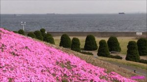 Phlox subulata of Port　港の風景と満開の芝桜 (シンボルタワー)