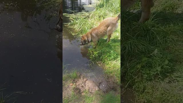 Алабай Яр. 8 мес смотреть онлайн